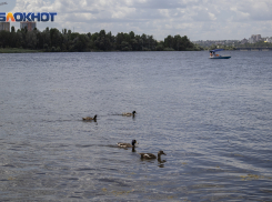 Прогулки по водохранилищу запустили в воронежском парке «Дельфин»