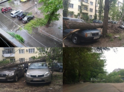 Шквальный ветер повалил более 50 деревьев в Воронеже 