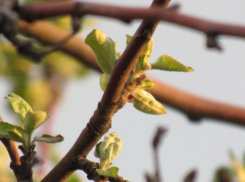 Приятная погода порадует воронежцев в конце рабочей недели