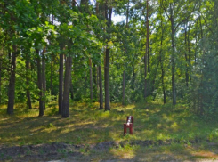 Из 37 га земли под Воронежем создали природный парк Репнинский лес