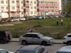 Варварская расправа над посаженными деревьями попала на видео в Воронеже