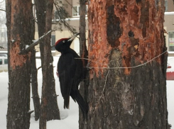 Огромный дятел-«перфоратор» собрал долбежкой десяток воронежских зрителей