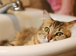 Названы микрорайоны Воронежа, которые останутся без воды из-за аварии