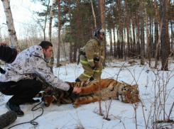 Сбежавшего тигра поместили в Воронежский зоопарк