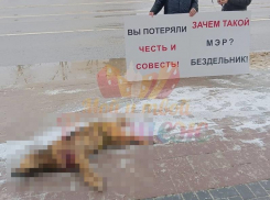 «Зачем такой мэр», – труп собаки принесли к администрации Воронежа