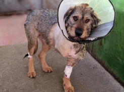 «В судорогах погибали долго. Последняя капля – огнестрел»: воронежцев шокировала жестокая охота на собак