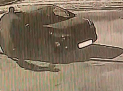 Задержан иностранец, подозреваемый в краже автомобиля в Воронеже