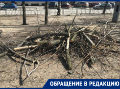 «Живыми их назвать нельзя»: рубку деревьев в Северном объяснили воронежские чиновники  