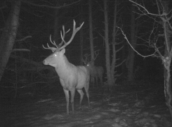 Светящиеся глаза и большие силуэты запечатлели в ночном лесу Воронежа