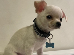 Щенок вратаря «Бурана» стал талисманом клуба и получил именной ошейник 