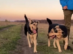 Как собаки, покусавшие велосипедиста в Воронеже, теперь живут в Португалии