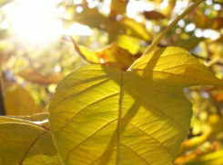 Погода на выходных в Воронеже: будет тепло и ясно 