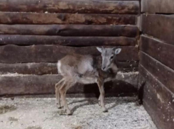 Нового жвачного постояльца Воронежского зоопарка показали на видео