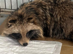 Стала известна судьба пропавшего в Воронеже дикого енота