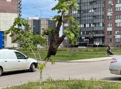 Огромный рой пчел рядом с детской площадкой сильно напугал жителей Воронежа