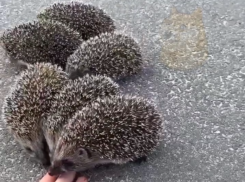 Встреча с дружной колючей семьей ждала жителя Воронежской области