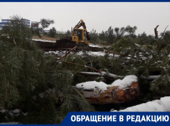 Беспощадную вырубку леса запечатлели рядом с особой экономической зоной Воронежа