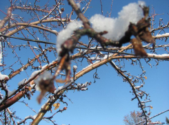 Мокрый снег и дожди накроют Воронежскую область в начале рабочей недели