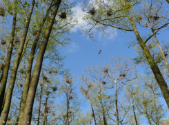 В этом году в воронежском заповеднике 126 гнёзд серой цапли