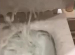 Извержение унитаза сняли на видео в Воронеже