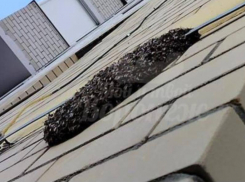 «У людей паника», – рой пчел захватил воронежскую многоэтажку