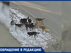 Безжалостная стая собак терроризирует жителей Воронежа