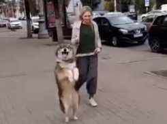 Собака-кенгуряка стала звездой соцсетей в Воронеже