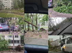 Массовый деревопад произошел из-за погодного армагеддона в Воронеже