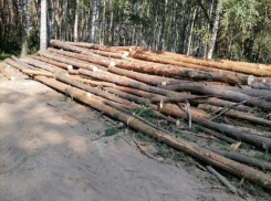 Северный лес вырубают в Воронеже
