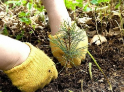 В Воронежской области собираются восстановить сгоревшие в 2010 году леса