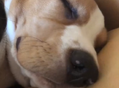 Громкий храп милейшего щенка сняли на видео в Воронеже