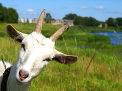 Житель Воронежской области украл у женщины козу