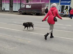 Порядочного четырехлапого пешехода сняли на видео в Воронеже