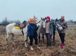 Как лошади помогают искать пропавших людей в Воронеже