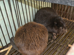 В Воронежском заповеднике пожилой бобр женился на невинной бобрихе