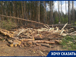 О новой беспощадной вырубке леса под маской сухостоя рассказали воронежцы