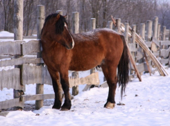 На Большой Воронежской экологической тропе могут организовать конные прогулки
