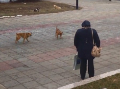 Стая бездомных собак нападает на прохожих около Воронежской областной Думы