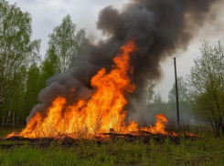 Третий уровень пожарной опасности установило МЧС в Воронежской области