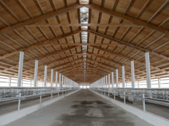 В Воронежской области возводят молочный комплекс на 3500 голов дойного стада