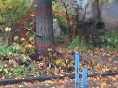 Неожиданная погоня кошки за белкой в Воронеже попала на видео