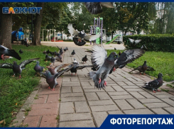 Как поживает аутентичный сквер на месте снесенного храма в Воронеже