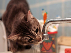 Целый микрорайон Воронежа останется без воды в пятницу