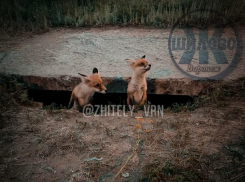 Двух лисят, поселившихся под бетонной плитой, сняли на видео в Воронеже 
