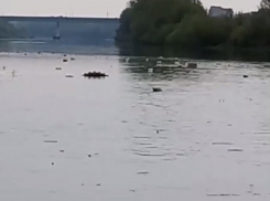 На Дону в Воронеже запечатлели экологическую катастрофу