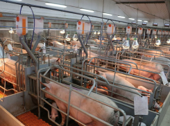 В Воронежской области построят крупный свинокомплекс, дающий 1,2 миллионов голов в год