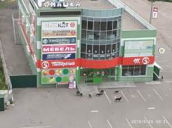 Свора «зверей» держит в страхе микрорайон и ТЦ в Воронеже