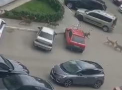 Толпы бездомных собак записали на видео в воронежском ЖК «Дельфин»