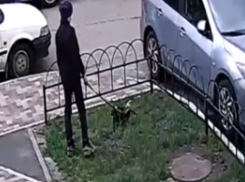 Собака устроила разъяренную расправу над стараниями дворника в Воронеже 