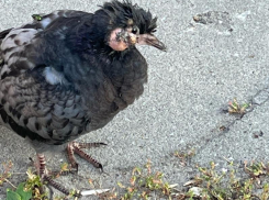 Голубь с облысевшими щеками встревожил жителей Воронежа 